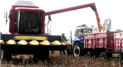 Çukurova`da Mısır Bereketi