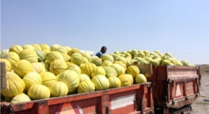 Çorum`da Kavun Hasadı Başladı