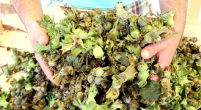 Karadeniz`de Fındık Hasadı Başladı