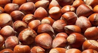 Ordu`da, `Fındıkta Aflatoksin ve Külleme` paneli