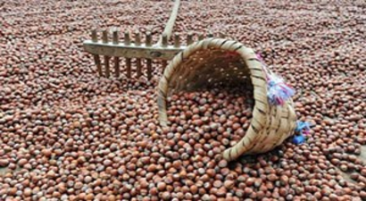 Türkiye`nin Fındık İhracatı