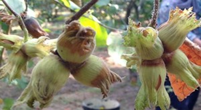 Karadeniz`deki Fındık Üreticisinde `Küflenme` Endişesi