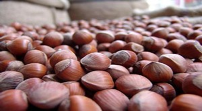 Salıpazarı`na Fındık Kurutma Tesisi Kuruluyor