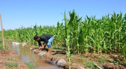 Gece Sulaması ile Daha Az Su, Daha Fazla Verim