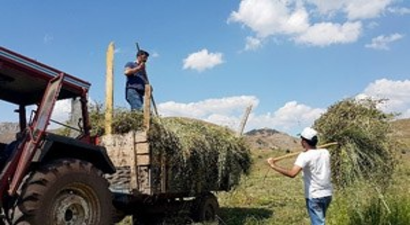 Gümüşhane`de Hasat Mevsimi Son Günlerini Yaşıyor