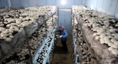 Evinin Bodrumunu Tarlaya Çevirdi