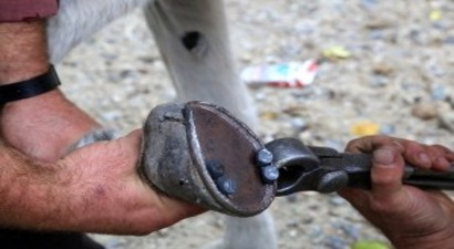 Hasat Sezonu Başladı Yük Hayvanları Bakıma Alındı
