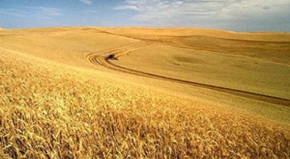 Hasatta Dane Kaybı, Milli Ekonomiye Zarar Veriyor