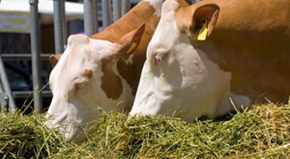 Balıkesir Hayvansal Yem Üretiminde Lider