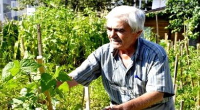 Hobi Bahçelerinde Hasat Dönemi