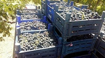 Horozkarası Üzüm Vazgeçilmez Oldu