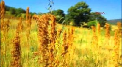 İlk Kez Dikilen Kinoa Hasadı İzleyici Topladı