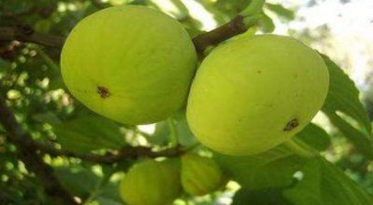 İncir Üreticinin Yüzünü Güldürdü