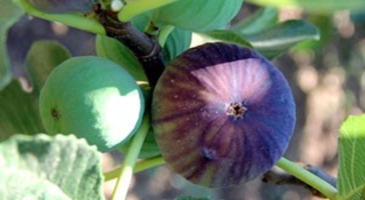 İncirde Rekor Fiyat Artışı; Kilosu 8 Lira Oldu