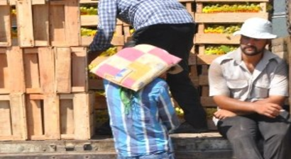 İslahiye de Üzüm Hasadı Başladı