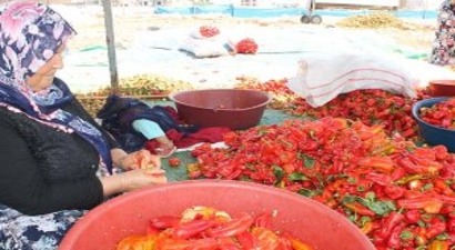 İSOT`un Bu Yıl Kilosu 30 Lira