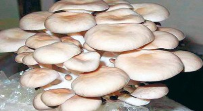 Alternatif Ürün `İstiridye Mantarı`