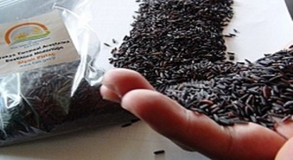 Karbonhidrat Oranı Düşük `Diyet Pirinç` Çıktı