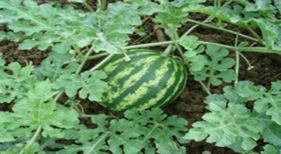 Edirne`de Karpuz Üreticisine Destek Büyüyor