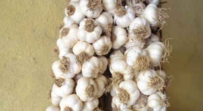 Kastamonu sarımsak üretiminde ilk sırada