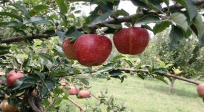 Kavak`ta Elma Hasadı