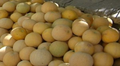 Kavun Fiyatları 40 Kuruşa Kadar Düştü