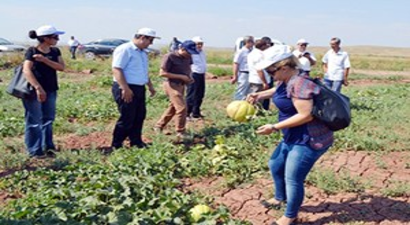 Kavun Üreticilerinin Su Sorunu