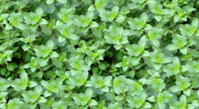 Muğla`da Kekik ve Ada Çayında Hasat