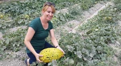 Kırkağaç kavununda hasat başladı