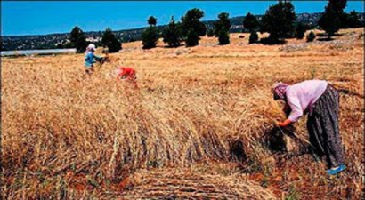Makinesiz tarımda zorlu hasat dönemi