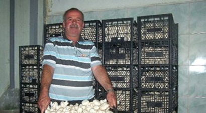 Korkuteli`nde Mantar Üretimi Düştü, Fiyatlar Arttı