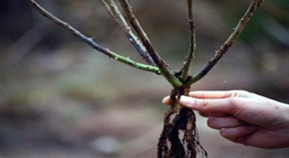 Çiftçilere Mantari Hastalıklar Uyarısı