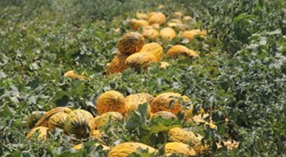 Markette Kilosu 2 TL`den Satılan Kavun Tarlada 20 Kuruş