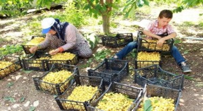 Mersinli Kiraz Üreticileri Dertli
