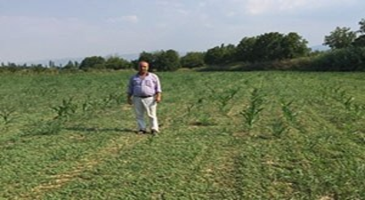 Mısır Ekip Semiz Otu Biçen Çiftçi Şaşkına Döndü