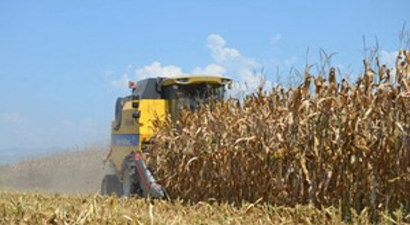 Mısırda Açıklanmayan Taban Fiyat, Çiftçiyi Perişan Ediyor