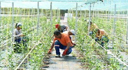 Muratpaşa Belediyesi 12 Bin Turunç Fidanı Dikecek