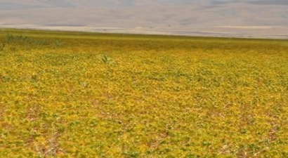 Muş Ovası`nda Aspir Üretimi