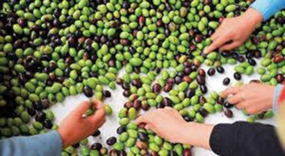 Mzo Zeytinyağı Fabrikalarında 700 Bin Ton Zeytin Sıkımı Yaptı