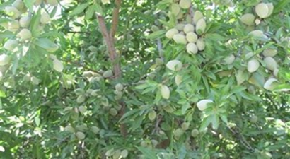 Niğde`de Köylülere Ek Gelir Badem ve Ceviz Fidanı Dağıtılacak