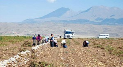 Niğde Patatesini Hastalık Vurdu!