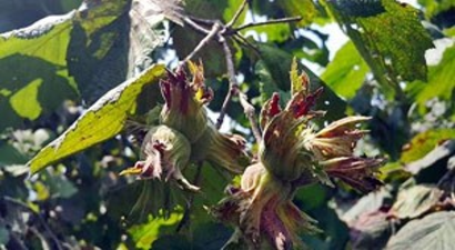 Ordu`da fındık hasadı erken başladı