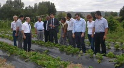 Organik Çileklerin Hasadı Başladı