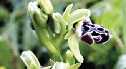 Orkideler koruma altına alınıp çoğaltılacak