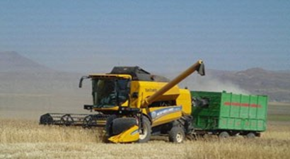 Özalp`ta Buğday Hasadı Başladı