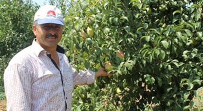 Dünya Yenişehir Armudu Yiyor