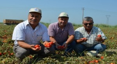 Pamuk Ambarı Söke Ovası`nda Salçalık Domates Üretimi Artıyor