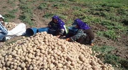 Tohumluk pateteslerin hasadına başlandı