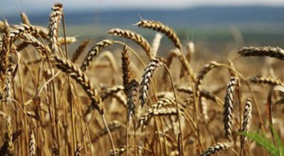 `Rusya`da bu sene tahıl hasadı 103 milyon ton olacak`