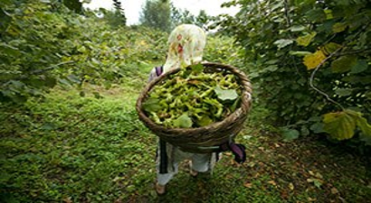 Samsun`da Fındık Toplama Tarihleri Açıklandı